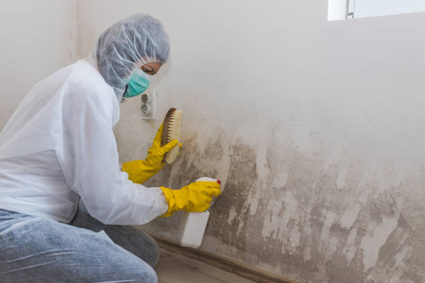 Best Basement Mold Removal  in La Palma, CA